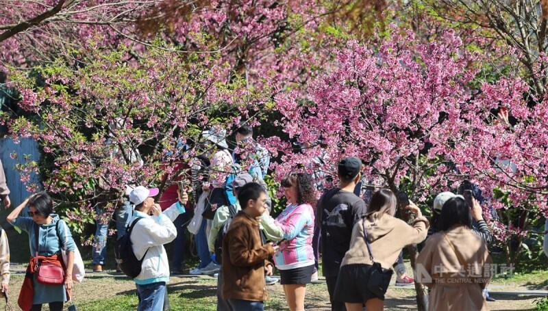 圖為民眾到台北市內湖樂活公園賞櫻花。（中央社檔案照片）