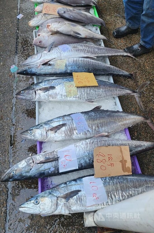 土魠魚是澎湖冬季主要漁獲之一,馬公第三漁港的魚市場17日有滿滿土魠魚,農曆年後價格降,一尾10公斤重以上的每公斤只要新台幣460元,與年前相比幾乎便宜一半。中央社 113年2月17日