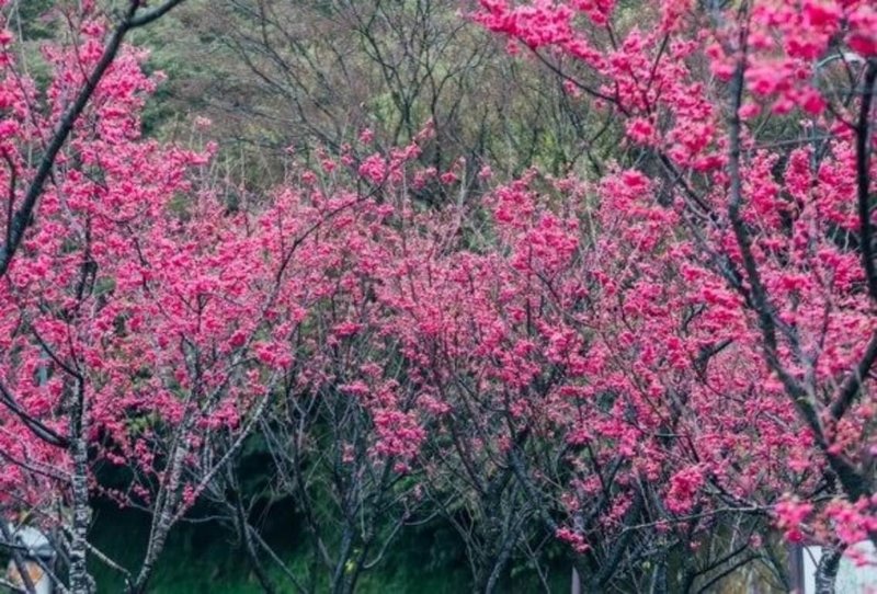 台北市公園處18日表示，2024陽明山花季「花續陽明」已拉開序幕，八重櫻、昭和櫻、吉野櫻及杜鵑花等接續綻放，歡迎民眾前往賞花。圖為銅像區盛開的八重櫻。（台北市公園處提供）中央社記者劉建邦傳真  113年2月18日