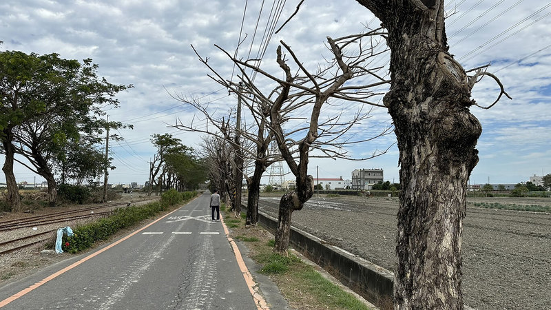 彰化縣糖鐵國家綠道2棵大葉山欖及19棵雨豆樹遭惡意破壞，縣府19日下午已向派出所報案，也會同專業植栽廠商至現場勘查並請教樹醫師，研議緊急處理方案。（林淑玲提供）中央社記者鄭維真彰化傳真  113年2月19日