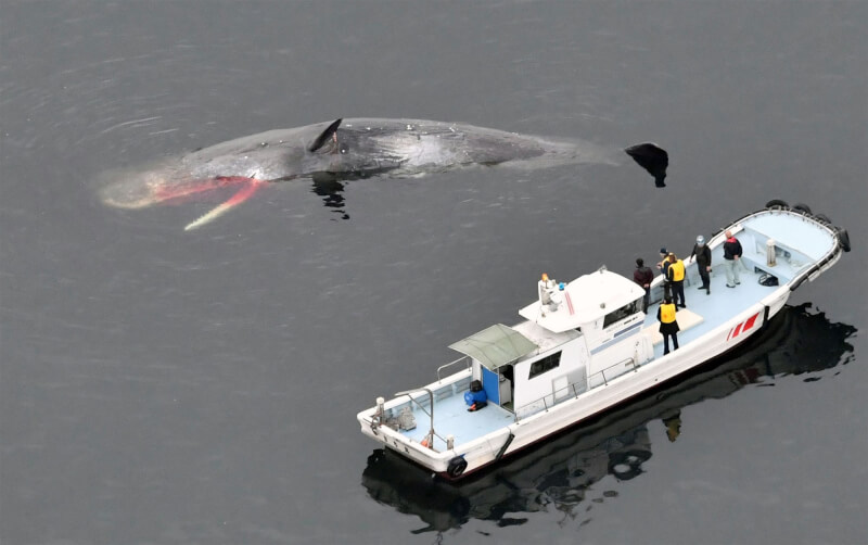 一頭鯨魚1月12日在兵庫縣神戶市的六甲人工島周邊現蹤，之後往大阪府沿岸移動，2月19日大阪府人員與專家到現場調查，確認鯨魚已死亡。（共同社）