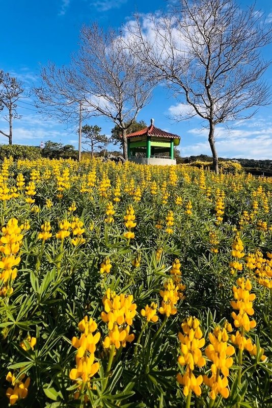 2024桃園魯冰花季將於24日登場,今年花季由龍潭區大北坑、三水與三和社區共同種植10公頃魯冰花,規模更勝2023年種植範圍約8.45公頃。(桃園市政府客家事務局提供)中央社記者吳睿騏桃園傳真 113年2月19日