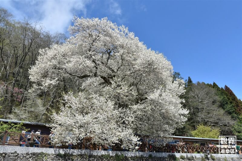 農業部林業及自然保育署新竹分署指出，觀霧國家森林遊樂區的「霧社櫻王」即將迎來最繁茂的綻放時刻，這株野生台灣特有種霧社櫻推估樹齡至少有80年，因此被稱為「櫻王」。圖為111年滿開盛況。（林業及自然保育署新竹分署、森之形自然教育團隊提供）中央社記者管瑞平傳真 113年2月20日