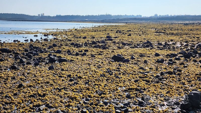 澎湖海域潮間帶的泥地或礁岩上，布滿了與黃褐色的囊藻等植物。中央社  113年2月22日