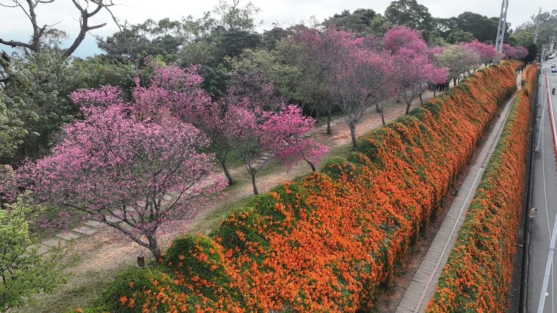 苗栗縣銅鑼鄉環保公園炮仗花與櫻花近日盛開,橘黃色花海猶如瀑布傾瀉而下,與嬌嫩粉紅色櫻花層次分明、相映成趣,增添新春喜氣。(張文煥提供)中央社記者管瑞平傳真 113年2月26日