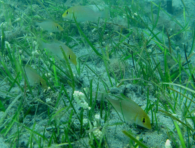 農業部水產試驗所澎湖漁業生物研究中心投入海草床修復與保育，民國103年改良海草移植根狀莖法，在澎湖通梁淺坪海域種植60平方公尺海草，目前已增長近50倍。圖為龍占科魚類與海草床。（農業部水試所提供）中央社記者張雄風傳真  113年2月27日