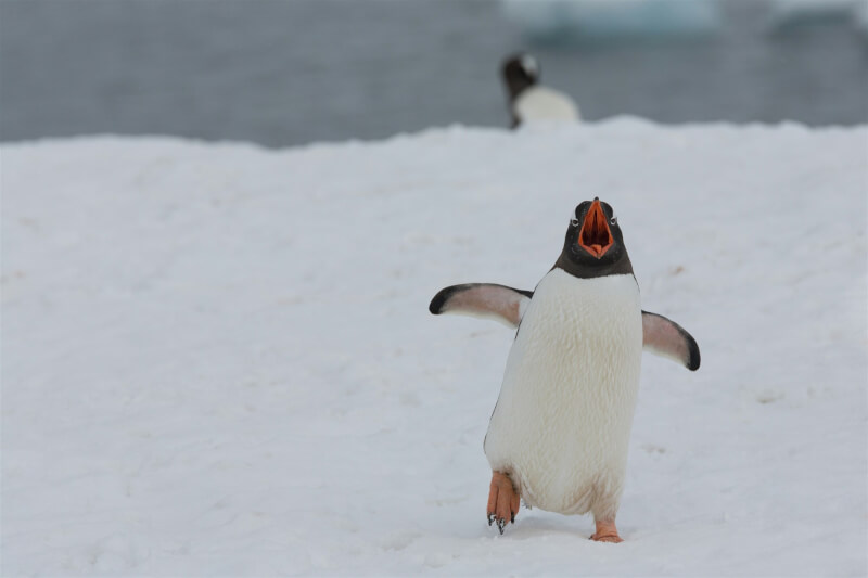科學家表示，禽流感病毒H5N1已證實首度入侵南極洲大陸，對企鵝族群構成潛在威脅。（示意圖／圖取自Unsplash圖庫）