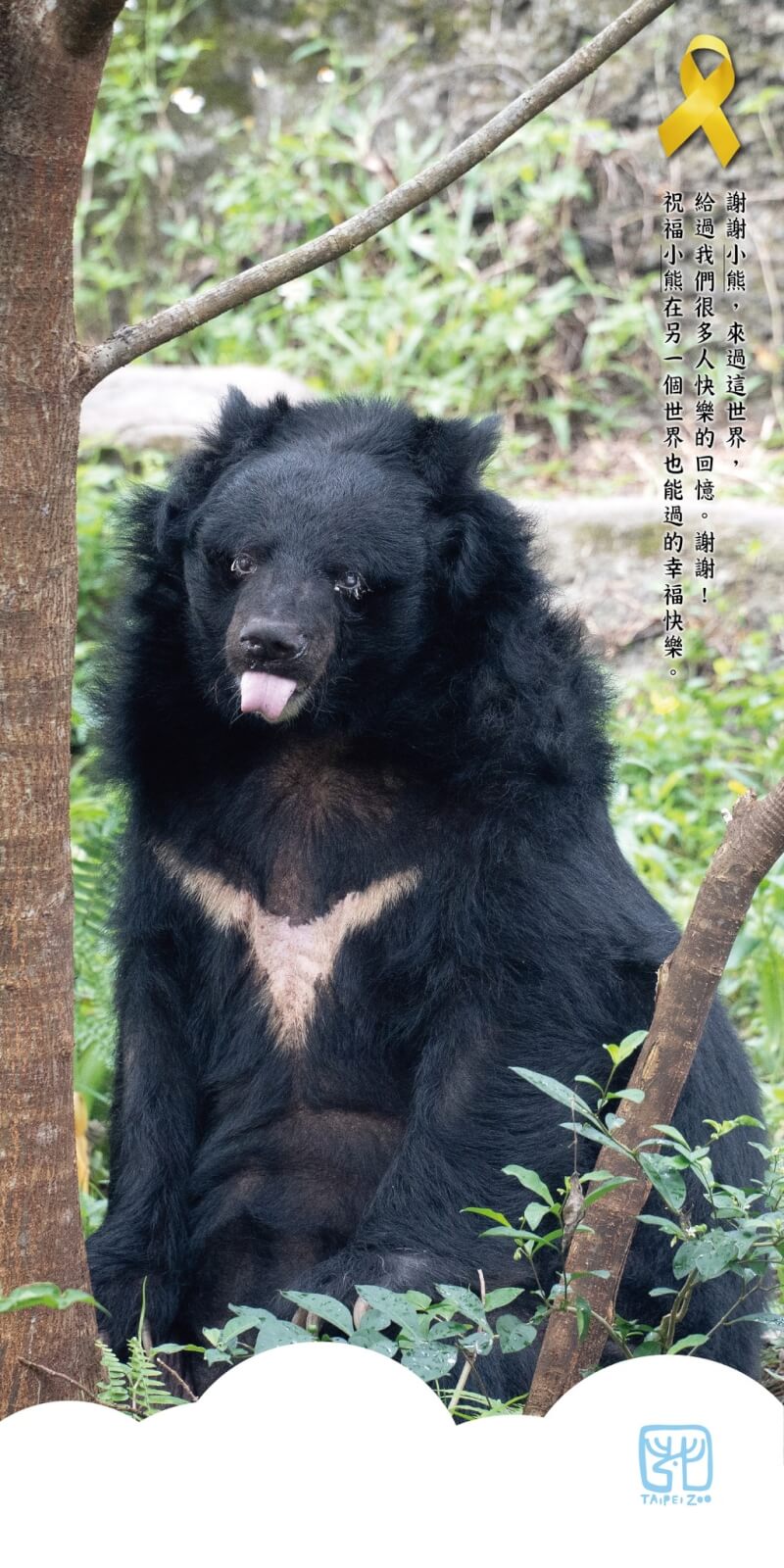 臺北市立動物園的高齡熊瑞，35歲的「小熊」27日過世。（圖取自facebook.com/TaipeiZoo）