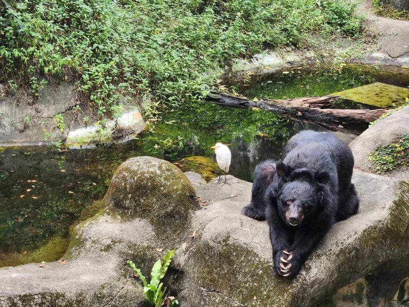 台北市立動物園表示，黑熊爺爺「小熊」近幾年陸續出現常見的退化症狀，27日離世。（台北市立動物園提供）中央社記者陳昱婷傳真 113年2月28日