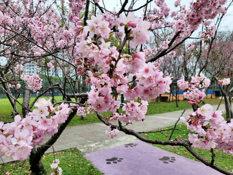 新北市政府景觀處表示，林口運動公園種植2種櫻花，分別是山櫻花及香水櫻，分布在公園四周及鄰近的小熊公園入口處，天氣好的時候，民眾可以在櫻花樹下野餐，享受粉色浪漫氛圍。（景觀處提供）中央社記者楊侃儒傳真  113年3月3日