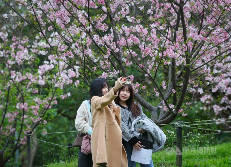 圖為2月27日北市大安森林公園民眾在櫻花前合照留念。（中央社檔案照片）