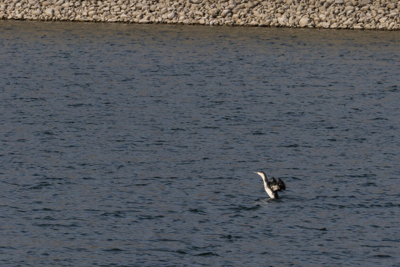 經濟部水利署中區水資源分署日前表示，鳥嘴潭人工湖啟動蓄水後曾記錄到多種水域鳥類出沒，今年農曆春節期間更有重大發現，在鳥嘴潭B湖面觀察到一隻罕見紅喉潛鳥，並邀農業部生物多樣性研究所共同記錄。（水利署中區水資源分署提供）中央社記者蕭博陽南投縣傳真 113年3月6日