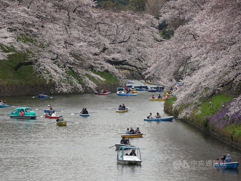 圖為2019年東京櫻花季，民眾在千鳥淵划船賞櫻。（中央社檔案照片）