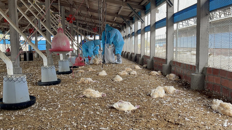 彰化縣動物防疫所表示，接獲大城鄉1土雞場主動通報有雞隻異常死亡，經採樣送檢，確診感染新型H5N1亞型高病原性禽流感病毒，防疫人員6日前往完成撲殺清場及消毒，共撲殺9674隻土雞。（彰化縣政府提供）中央社記者鄭維真彰化傳真  113年3月6日