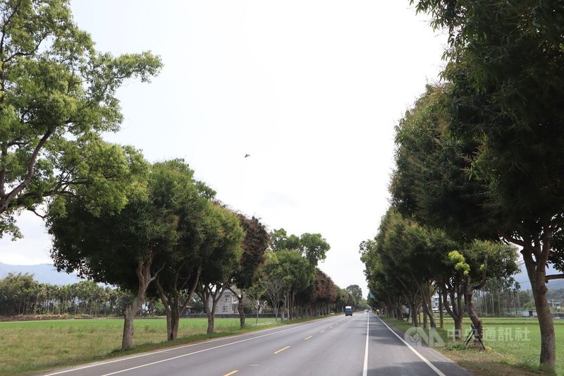 交通部公路局花東縱谷景觀大道計畫目前於台9線玉里三民至三軒段進行拓寬工程，省道兩旁原有400多棵芒果樹（圖），在交通安全為優先考量下，將移植它處。中央社記者李先鳳攝  113年3月7日