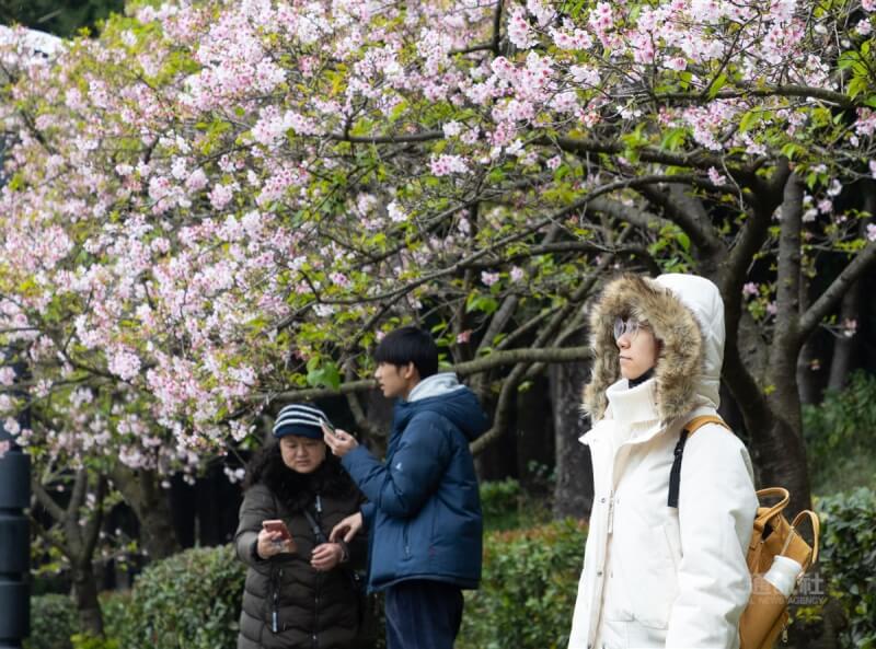 台北市中正紀念堂園區內多種櫻花持續盛開，9日適逢週末假期，雖然天氣涼冷，仍吸引不少民眾前往賞花。中央社記者謝佳璋攝 113年3月9日