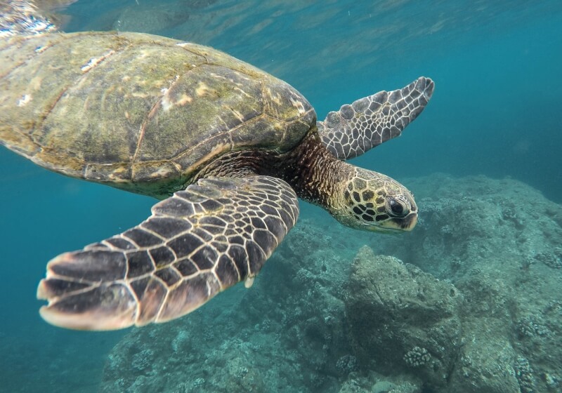 圖為海龜。（圖取自Pixabay圖庫）