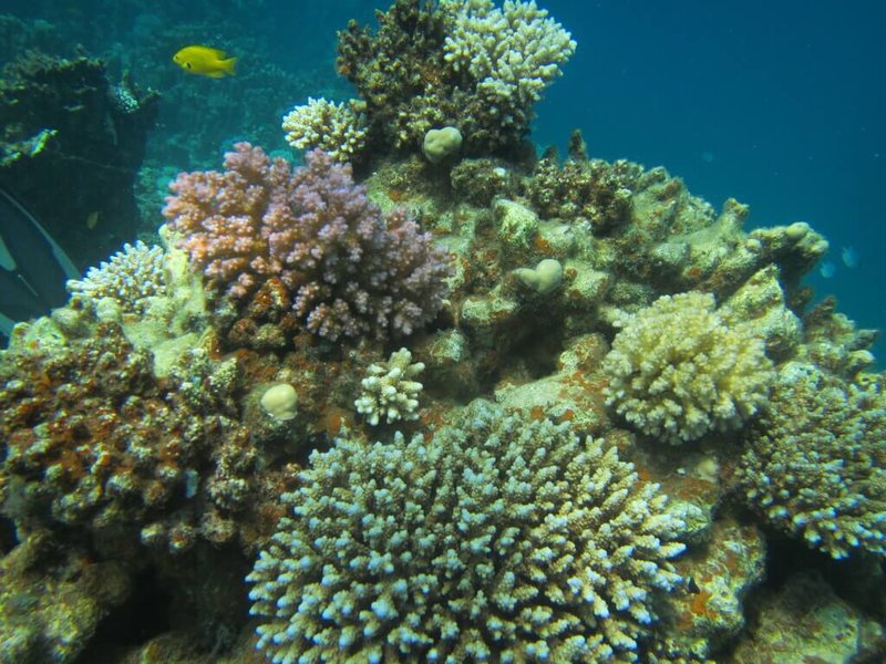 國立中山大學跨國研究發現，沙烏地阿拉伯紅海東北海域珊瑚覆蓋率20年來不減反增，當地魚群豐富多樣，透過食物鏈抑制大型海藻、海膽叢生，讓珊瑚保有棲地與驚人恢復力，不懼大規模白化現象。（國立中山大學提供）中央社記者林巧璉傳真 113年3月11日