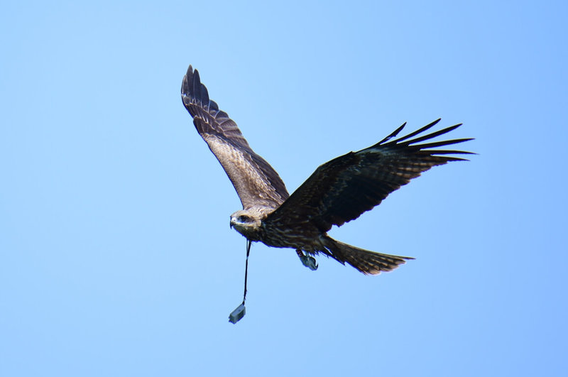 2021年繫放的黑鳶「K7」，隔年身上發報器失去訊號，相隔2年，鳥友12日在基隆市海洋廣場拍到K7現身，脖子還懸掛著發報器。（台灣野鳥協會成員陳世一提供）中央社記者王朝鈺傳真 113年3月13日