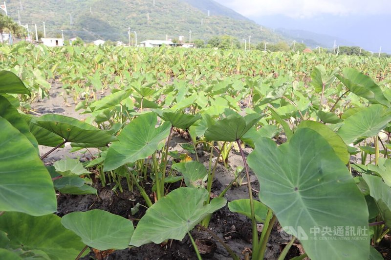 花蓮縣吉安鄉為台灣芋頭產地之一，主要種植在干城及南華村一帶，引用中央山脈奇萊山流下的無污染水源及初英山下深厚土壤，擁有優質水源及栽培環境，經農民純熟栽培管理技術，生產出東部最富盛名芋頭。中央社記者李先鳳攝  113年3月14日