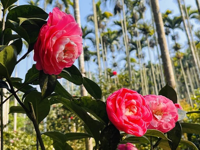 嘉義縣文化觀光局15日推薦民眾到竹崎鄉「山茶花之家」賞茶花，園內共種植6、700種茶花。（嘉義縣文化觀光局提供）中央社記者蔡智明傳真 113年3月15日