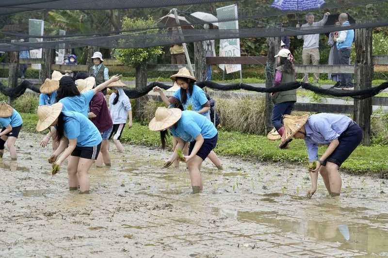 台灣大學農場15日舉辦春耕插秧活動，今年特別邀請台大附幼學童，以及鄰近的銘傳國小師生前來體驗，活動採取傳統作法，台大農場事先拉線定位，確保秧苗間的距離後，再由師生將秧苗一一插進田土中。（台大提供）中央社記者陳至中台北傳真  113年3月15日