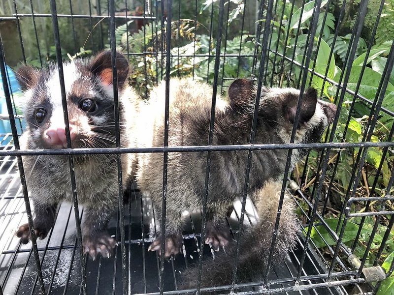 新北市動保處指出，民國112年處理野生動物誤入住家共62件，其中白鼻心高達34件、超過半數，也提醒民眾若遇野生動物闖入住家，應保持不接觸、不餵食、不驚嚇3原則。圖為白鼻心幼獸。（新北市動保處提供）中央社記者黃旭昇新北市傳真 113年3月16日