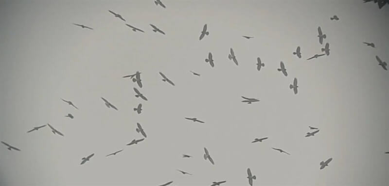 灰面鵟鷹是季節遷徙性鳥種，每年3、4月北返的灰面鵟鷹會在南投市八卦山附近休息、覓食，南投市公所16日舉辦賞鷹活動，過程中可見灰面鵟鷹順著氣流上升形成「鷹柱」、集結成群形成「鷹球」，或以平行方向飛翔彷彿「鷹河」。（南投市公所提供）中央社記者蕭博陽南投縣傳真 113年3月16日