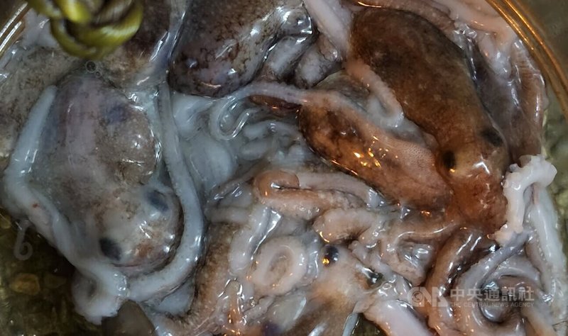 陳姓漁民指出，澎湖特有種章魚產季落在每年2至5月，不過今年產季相比往年晚了近半個月，這兩天把握好天氣再次下海捕捉，終於見到章魚蹤影。中央社  113年3月16日