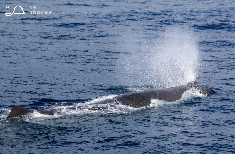 花蓮縣福爾摩沙協會16日上午搭賞鯨船出海進行海洋生態調查，在清水斷崖附近海域發現一頭長達17公尺的大型抹香鯨，由於往年抹香鯨多為5月後才現蹤，推測可能是覓食提早出現，至於是不是會有抹香鯨群則還有待觀察。（多羅滿賞鯨提供）中央社記者張祈傳真 113年3月16日