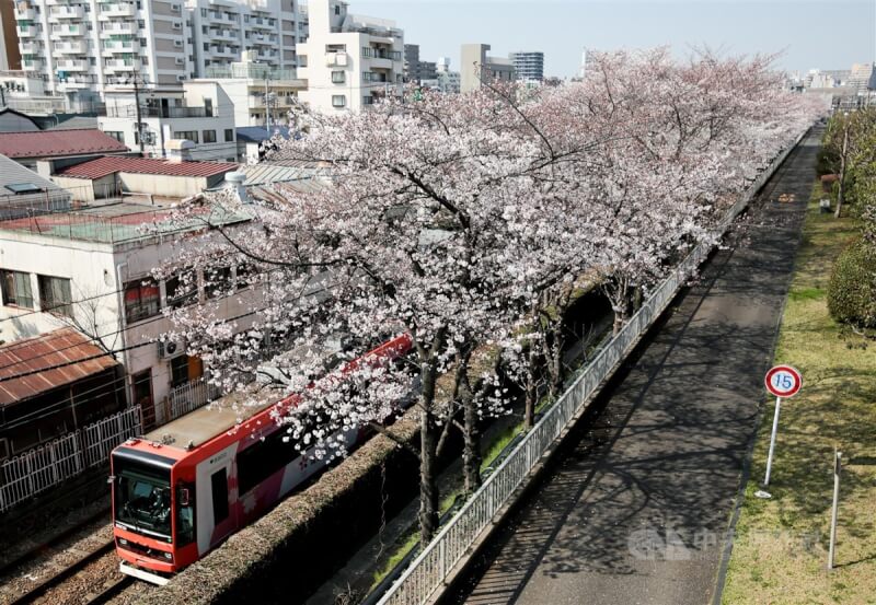 圖為2018年日本東京都電荒川線櫻花美景。（中央社檔案照片）