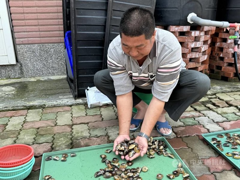 台塑企業表示,接受輔導的農戶,在花生等大宗作物的產量較當地平均多33%,文蛤產量則成長23%,銷售價格部分也較有優勢。中央社記者賴言曦攝 113年3月24日