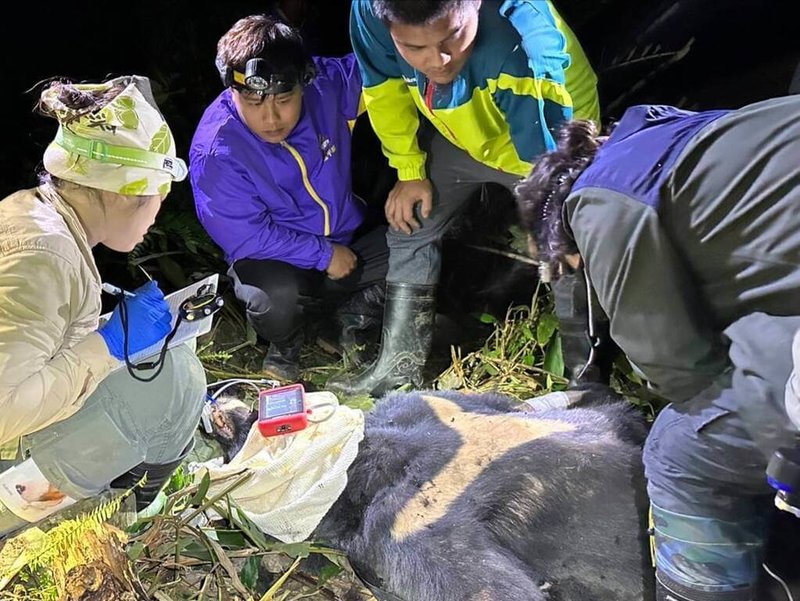 台東縣延平鄉永康部落族人日前發現台灣黑熊受困套索，林業及自然保育署台東分署接獲通報，隨即會同野灣野生動物保育協會展開救援行動，但黑熊因受創組織壞死，引發嚴重感染及敗血症，仍於24日器官衰竭死亡。（林業及自然保育署台東分署提供）中央社記者李先鳳傳真 113年3月25日