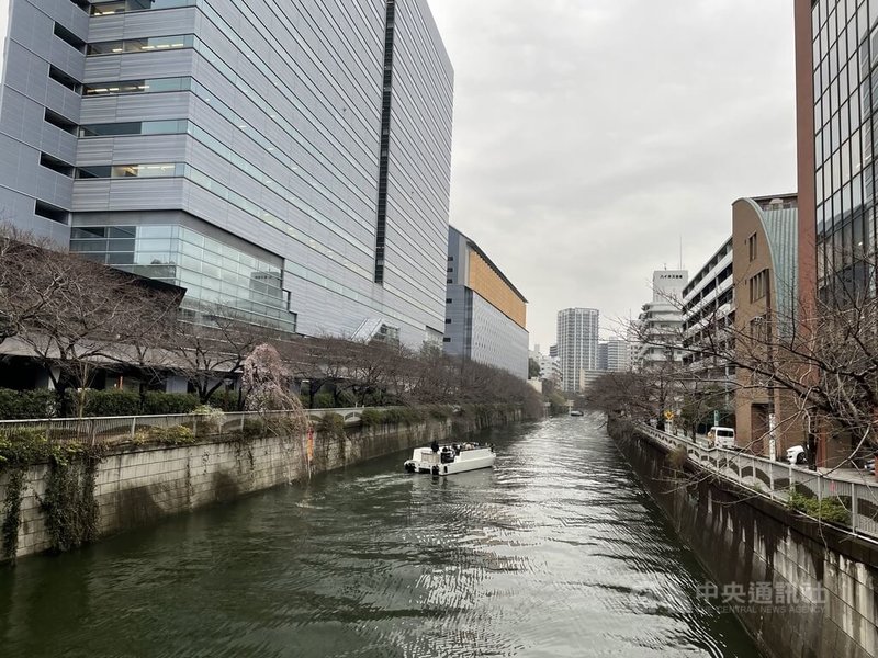 日本東京2024年櫻花開花比往年要晚，目黑川沿岸種植800株櫻花，去年同期早已滿開，但25日依舊光禿禿。中央社記者戴雅真東京攝  113年3月25日