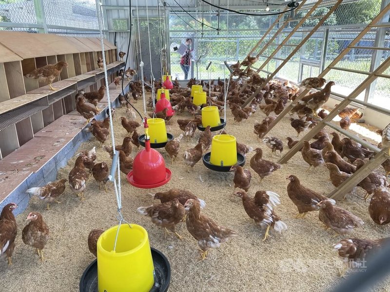 花莲县万荣乡红叶福利鸡蛋生产合作社，辅导长者以友善饲养方式照顾鸡只，近期产量趋于稳定，为当地部落长者增加收入，找回生活重心。中央社记者张祈摄  113年3月28日