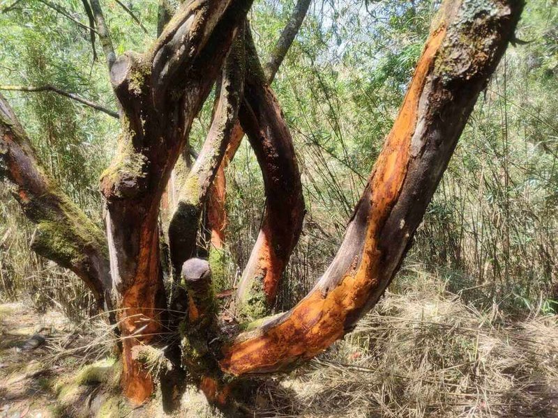 玉山國家公園管理處29日表示，玉山國家公園樹皮損傷掉落，不是台灣黑熊也不是人為破壞，而是台灣水鹿啃食造成。（玉管處提供）中央社記者蕭博陽南投傳真 113年3月29日