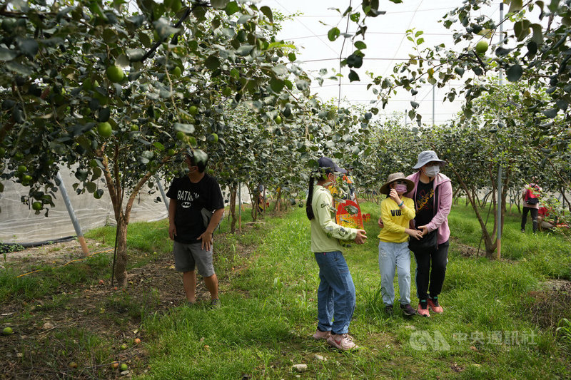 罕見疾病「魯賓斯坦-泰必氏綜合症」病友吳巧倢（右2）30日與家人一同參加罕見疾病基金會舉辦活動，開心享受採果樂趣。吳媽媽（右）表示，與罕病家庭一起出遊很自在，因為大家都可以互相體諒。中央社記者黃郁菁攝  113年3月30日