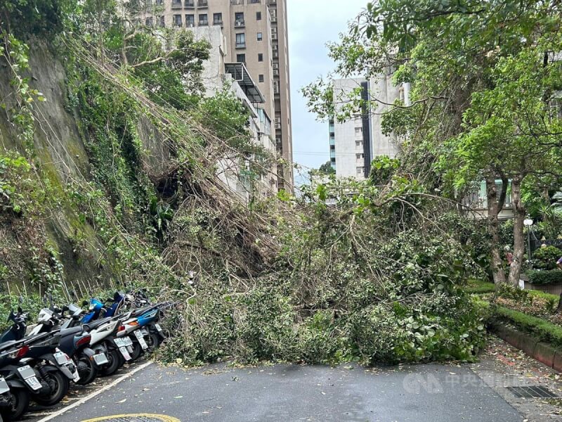 台北市31日有明顯強降雨和強陣風，內湖區成功路下午發生路樹倒塌意外，造成路過的68歲王姓男子手部受傷，已協助送醫救護。（翻攝照片）中央社記者黃麗芸傳真 113年3月31日