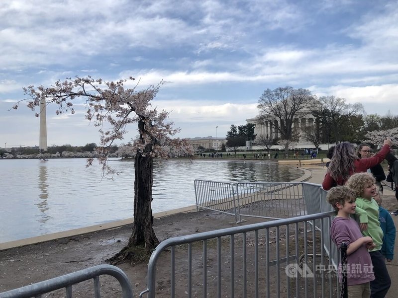 美國國家公園管理局近期將展開海堤整修工程,整治淹水問題,將移走158棵櫻花樹,其中包括頗負盛名的「矮胖櫻花樹」,許多民眾感到不捨,3月26日前往拍照留念。中央社記者石秀娟華盛頓攝 113年4月2日