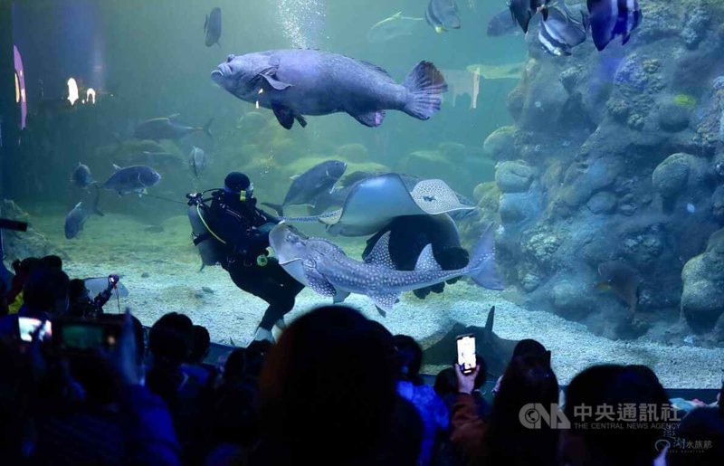 澎湖水族館歡慶重新開幕5週年，4日起推出主題活動「霍格華爾茲海底遊樂園」，邀請大小朋友一起加入這場充滿童趣與冒險的盛宴，歡渡兒童節。中央社  113年4月4日