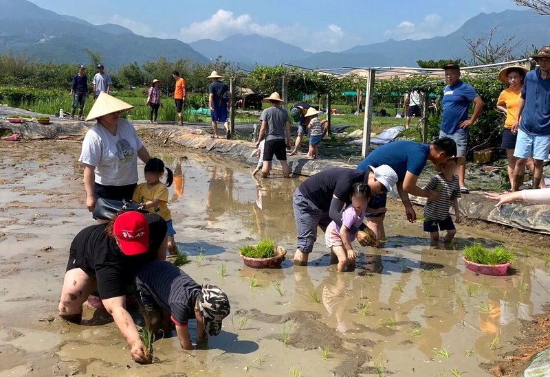 新北市金美國小附設幼兒園「插秧季」日前舉行，家長帶孩子下田插秧，讓孩子體驗種稻的辛勞。（金美國小附幼提供）中央社記者黃旭昇新北傳真  113年4月5日