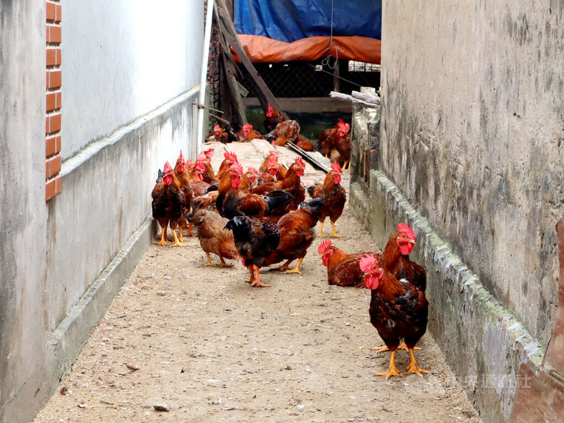 越南衛生部6日通報當地首例A/H9禽流感患者。住在郊區或鄉下的越南民眾有在住家附近飼養家禽的習慣，圖為河內市郊一戶人家所飼養的雞群。中央社記者陳家倫河內攝  113年4月6日