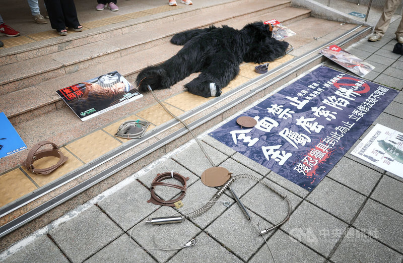 台灣動物共生聯盟11日在立法院外舉行記者會，以行動劇演出黑熊中山豬吊陷阱痛苦死亡，呼籲立法全面禁止金屬套索陷阱，保護野外動物生存權。中央社記者王飛華攝 113年4月11日