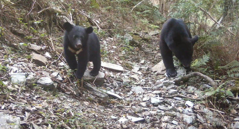 农业部林业署委托野声环境生态有限公司在花莲县卓溪乡执行监测台湾黑熊，透过红外线自动相机，3年来拍到79只次黑熊，且至少可辨识出20只不同个体，其中还有母熊带小熊的影像画面。（农业部林业署提供）中央社记者吴欣纭传真  113年4月12日
