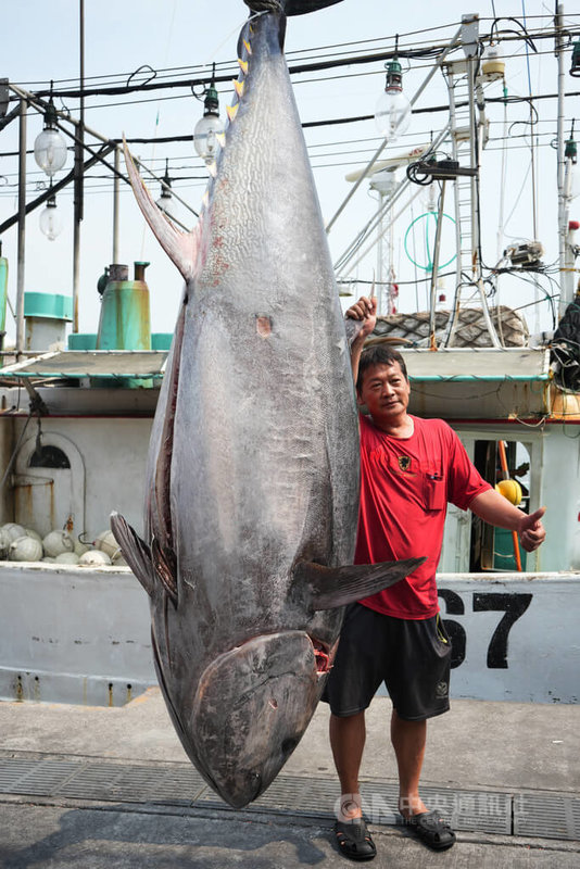 琉球籍漁船「安穩發8號」捕獲今年屏東「第一鮪」黑鮪魚,船長莊光陽表示,討海30年間抓過第2、3鮪,但從沒抓過「第一鮪」,對於日前宜蘭第一鮪破天價,他也希望自己捕的魚拍出好價格。中央社記者黃郁菁攝 113年4月18日