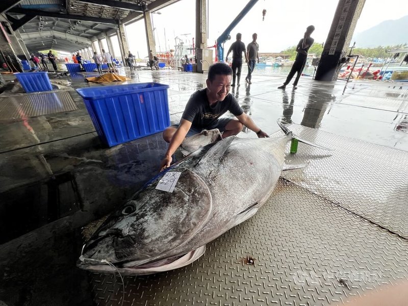 東海岸2024年第一尾黑鮪魚進港,秤重229公斤,船長鄭正愛連續3年拔頭籌捕獲首尾黑鮪魚。中央社記者盧太城台東攝 113年4月19日