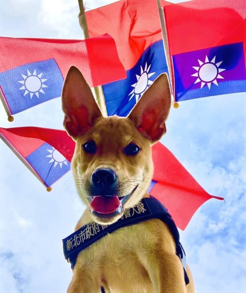 新北市警犬隊首度運用台灣高砂犬Jaguar擔任警犬，以偵爆犬方向培養學習找出黑火藥與C4火藥，將成為全台首隻「純土狗警犬」。（圖取自facebook.com/NTPDK9）