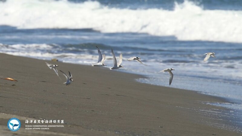 燕鷗繁殖季即將到來,近期彰化、桃園沿海陸續出現蹤跡,各地也頻傳鳥友目擊燕鷗盤旋尋找繁殖育雛地點消息,海洋委員會海洋保育署提醒民眾遵守「四不一要」原則,讓海鳥家族生生不息。(海保署提供)中央社記者洪學廣傳真 113年4月19日