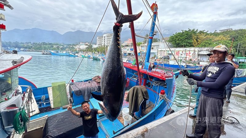 東海岸2024年第一尾黑鮪魚進港,魚身圓滾肉肥,船長鄭正愛(左)指揮漁工小心翼翼從船艙將黑鮪魚吊上岸。中央社記者盧太城台東攝 113年4月19日