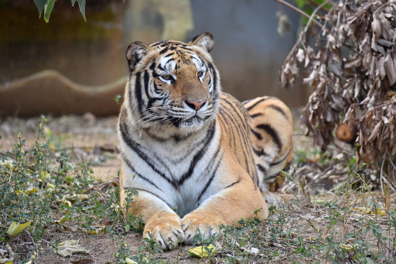 新竹市立动物园今年初向六福村借展1只孟加拉虎，园方举办命名票选活动，20日正式揭晓新虎名字为「困宝」。（新竹市立动物园提供）中央社记者鲁钢骏传真  113年4月20日